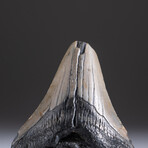 Genuine 3-4" Megalodon Shark Tooth + Display Box // V2