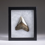 Genuine 3-4" Megalodon Shark Tooth + Display Box // V9