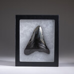 Genuine 3-4" Megalodon Shark Tooth + Display Box // V19