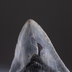 Genuine 3-4" Megalodon Shark Tooth + Display Box // V1