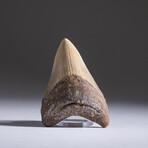 Genuine 3-4" Megalodon Shark Tooth + Display Box // V13
