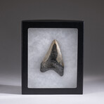Genuine 3-4" Megalodon Shark Tooth + Display Box // V4
