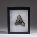 Genuine 3-4" Megalodon Shark Tooth + Display Box // V1