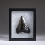 Genuine 3-4" Megalodon Shark Tooth + Display Box // V18