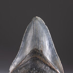 Genuine 3-4" Megalodon Shark Tooth + Display Box // V17