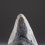 Genuine 3-4" Megalodon Shark Tooth + Display Box // V4