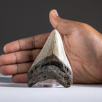 Genuine 3-4" Megalodon Shark Tooth + Display Box // V15