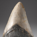 Genuine Megalodon Shark Tooth + Display Box // V2