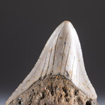 Genuine 3-4" Megalodon Shark Tooth + Display Box // V3