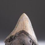 Genuine 3-4" Megalodon Shark Tooth + Display Box // V16