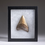 Genuine 3-4" Megalodon Shark Tooth + Display Box // V13
