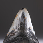Genuine 3-4" Megalodon Shark Tooth + Display Box // V20