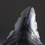 Genuine 3-4" Megalodon Shark Tooth + Display Box // V19