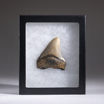 Genuine 3-4" Megalodon Shark Tooth + Display Box // V11