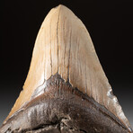 Genuine Megalodon Shark Tooth + Display Box v.10