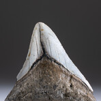 Genuine 3-4" Megalodon Shark Tooth + Display Box // V9
