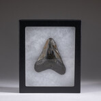 Genuine 3-4" Megalodon Shark Tooth + Display Box // V5