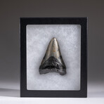 Genuine 3-4" Megalodon Shark Tooth + Display Box // V12