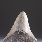 Genuine 3-4" Megalodon Shark Tooth + Display Box // V6