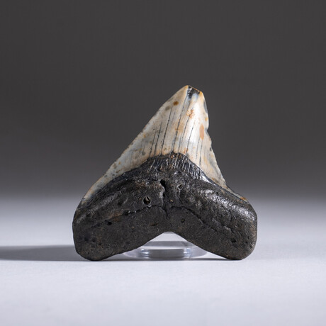Genuine 3-4" Megalodon Shark Tooth + Display Box // V14