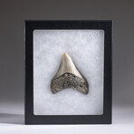 Genuine 3-4" Megalodon Shark Tooth + Display Box // V10