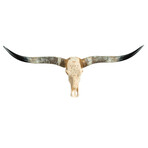 Carved Horns Longhorn Skull // Feathers