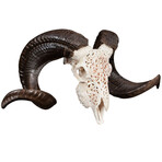 Carved Ram Skull // Celtic 3