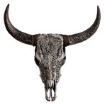 Carved Horns Cow Skull // Gray Sun