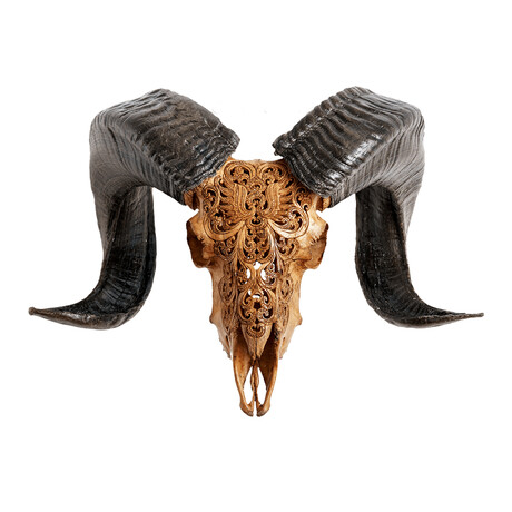 Carved Ram Skull // Antique Phoenix