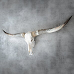 Longhorn Skull // White Storm