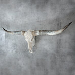 Carved Longhorn Skull // White Mandala