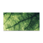 Plant Texture 2 (16"H x 48"W x 0.5"D)
