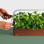 SmallGarden // Smart Garden With Basil Seed Pods