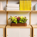 SmallGarden // Smart Garden With Basil Seed Pods