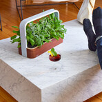 SmallGarden // Smart Garden With Basil Seed Pods
