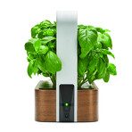 SmallGarden // Smart Garden With Basil Seed Pods