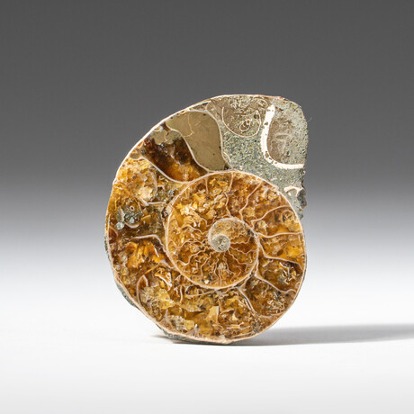 Polished Calcified Ammonite Half // 10g