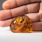Genuine Natural Amber // V1