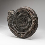 Genuine Polished Pyritized Ammonite Slice + Acrylic Display Stand
