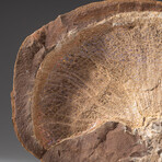 Genuine Opalized Ammonite Fossil On Matrix