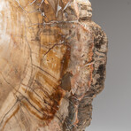 Genuine Natural Petrified Wood Slice + Acrylic Display Stand