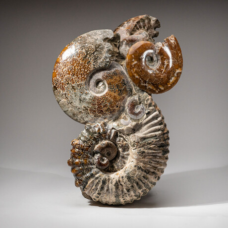 Genuine Natural Calcified Ammonite Cluster Tower // V1