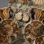 Genuine Natural Calcified Ammonite Cluster Tower // V3