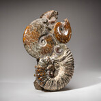 Genuine Natural Calcified Ammonite Cluster Tower // V1