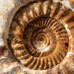 Genuine Giant Natural Ammonite