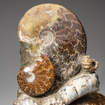 Genuine Natural Calcified Ammonite Cluster Tower // V2