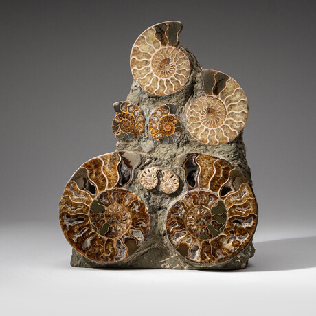 Genuine Natural Calcified Ammonite Cluster Tower // V3