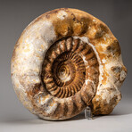 Genuine Giant Natural Ammonite
