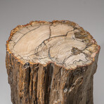 Genuine Petrified Wood Stump