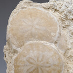 Genuine Natural Sand Dollar Cluster On Matrix + Acrylic Display Stand